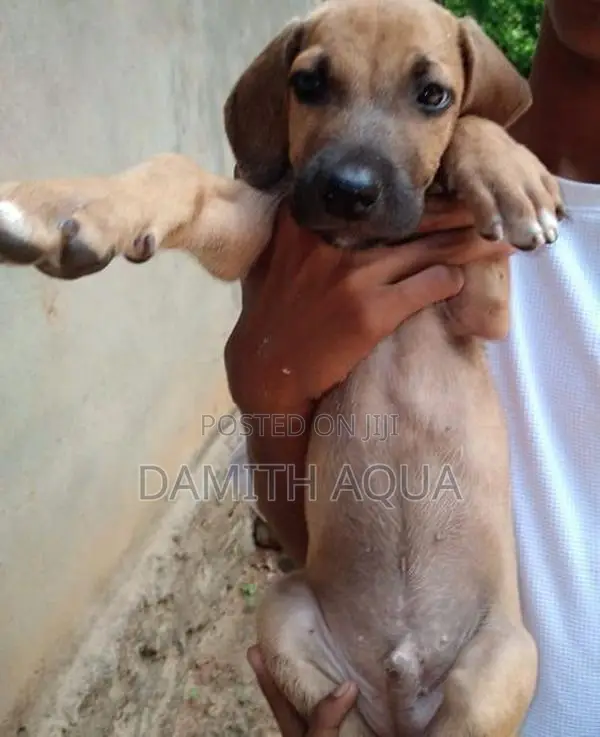 Ridgeback Dog