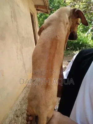 Ridgeback Dog