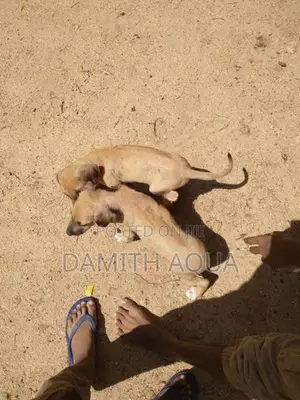 Ridgeback Dog