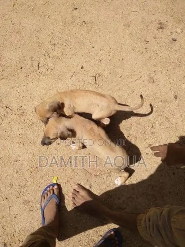 Ridgeback Dog