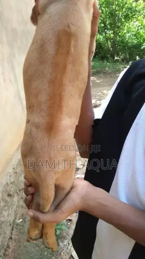 Ridgeback Dog