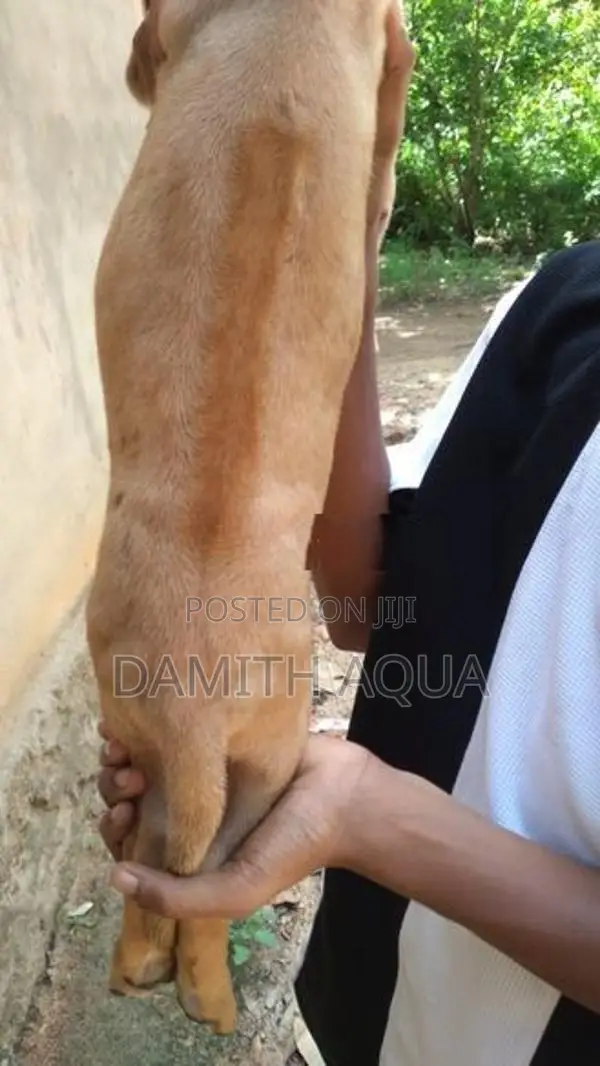 Ridgeback Dog