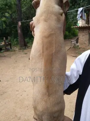 Ridgeback Dog
