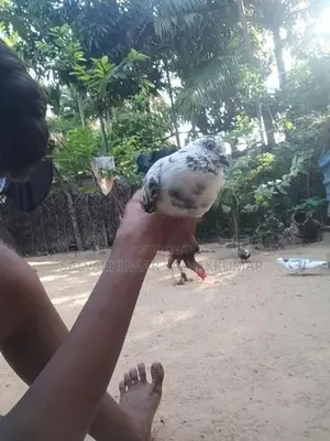 Pigeons