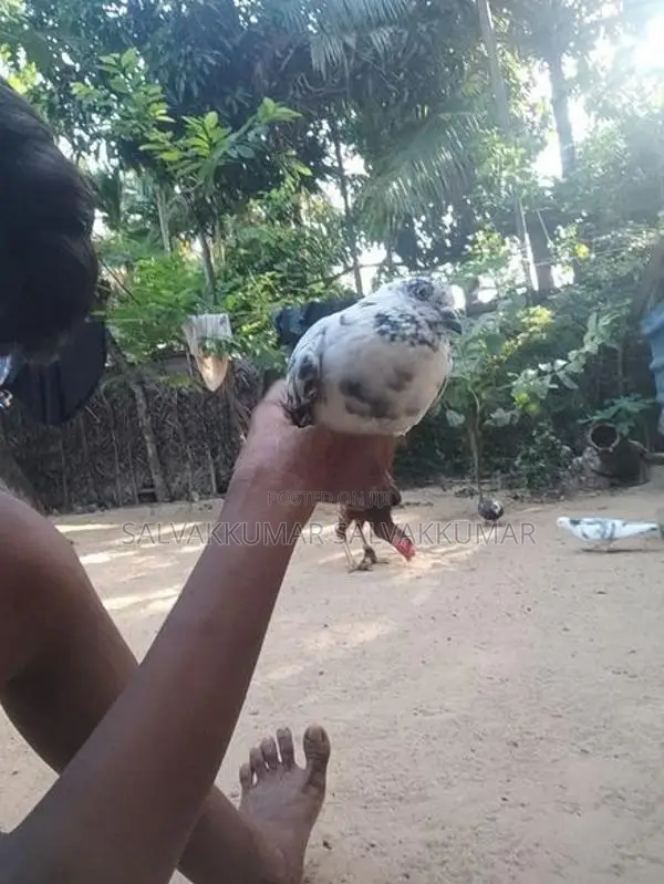 Pigeons