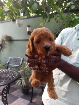 Toy Poodle Puppies