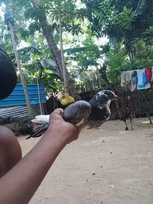 Pigeons