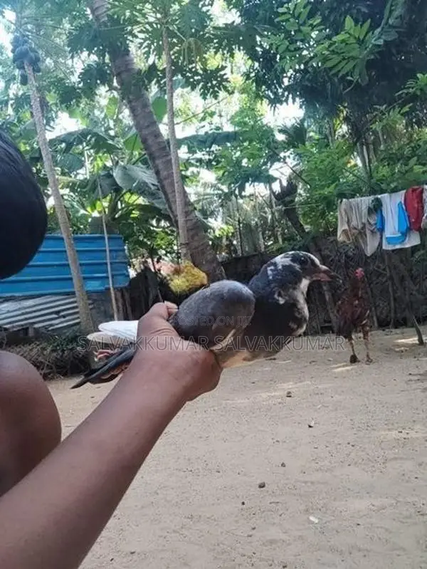 Pigeons