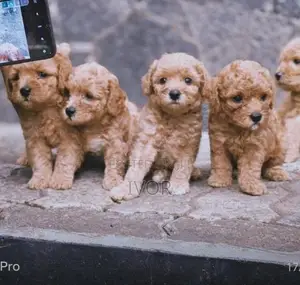 Toy Poodle Puppies