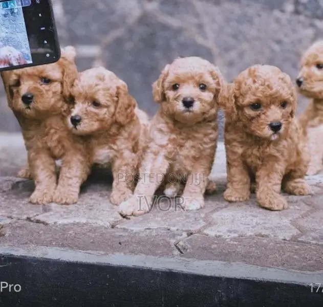 Toy Poodle Puppies