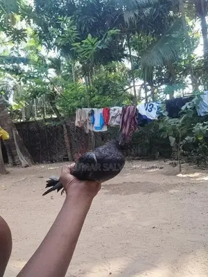 Pigeons