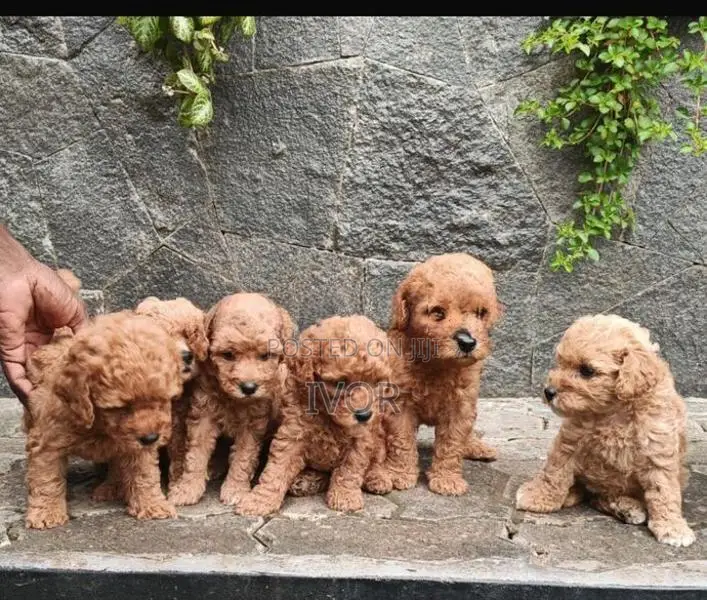 Toy Poodle Puppies