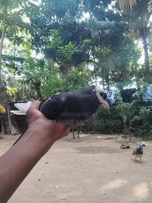 Pigeons