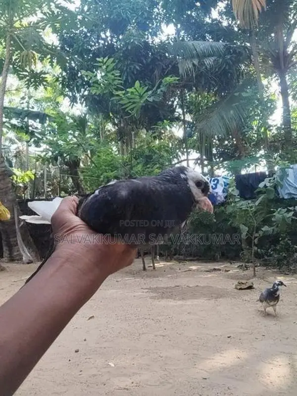 Pigeons