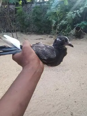 Pigeons
