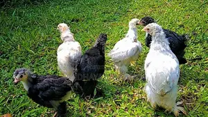 Brahma Chicken