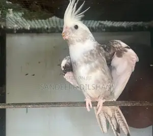 Cocktail Birds
