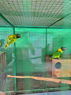 African Lovebirds Breeding Pairs