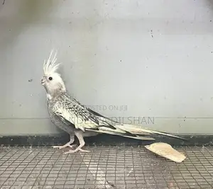 Cocktail Birds
