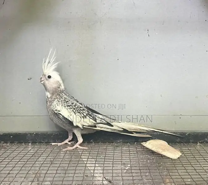 Cocktail Birds