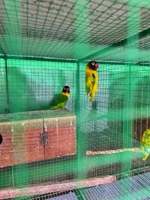 African Lovebirds Breeding Pairs