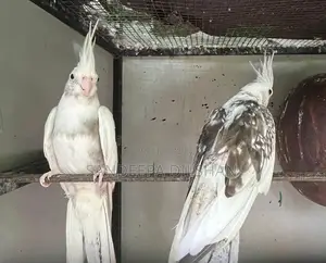 Cocktail Birds