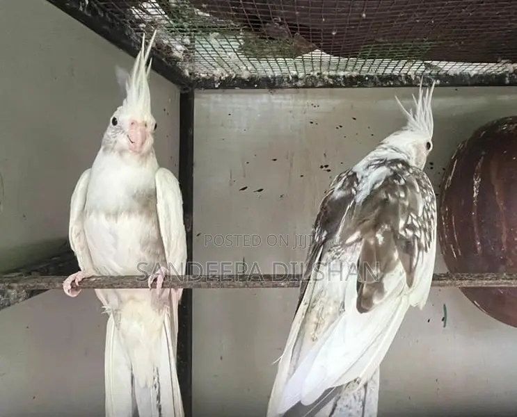 Cocktail Birds