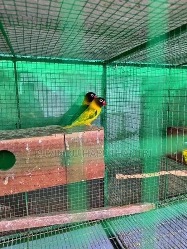 African Lovebirds Breeding Pairs