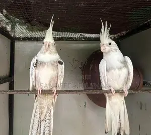 Cocktail Birds