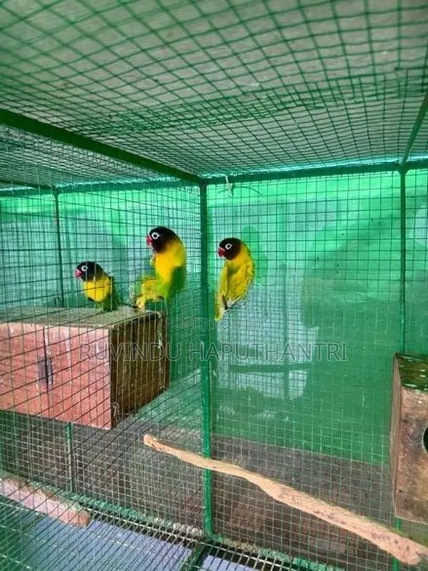 African Lovebirds Breeding Pairs