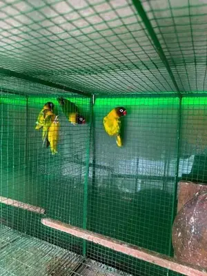 African Lovebirds Breeding Pairs