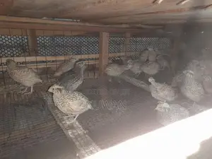 වටු කිකිළියන්