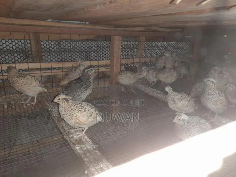 වටු කිකිළියන්