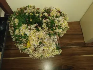 අැස්ටමේරියා මල්