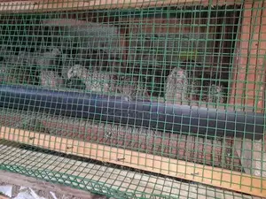 වටු කිකිළියන්
