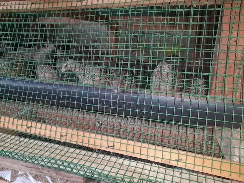 වටු කිකිළියන්