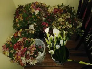 අැස්ටමේරියා මල්