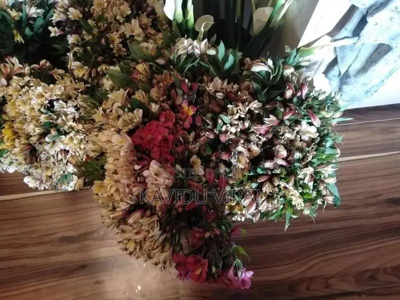 අැස්ටමේරියා මල්