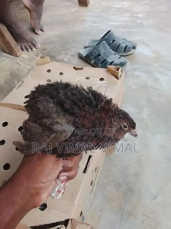 Quail