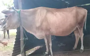 Cow