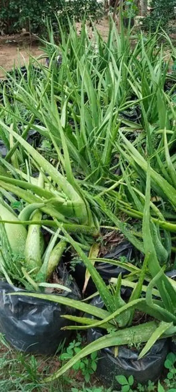 கற்றாழை கன்று