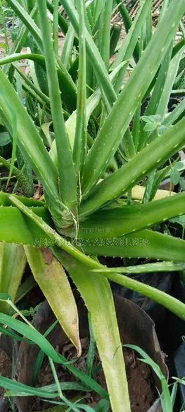 கற்றாழை கன்று