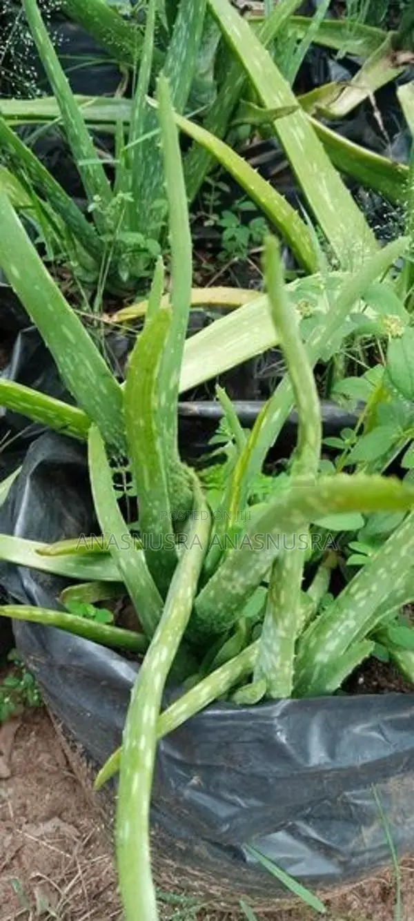 கற்றாழை கன்று
