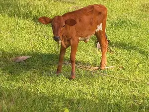 Farm Cow