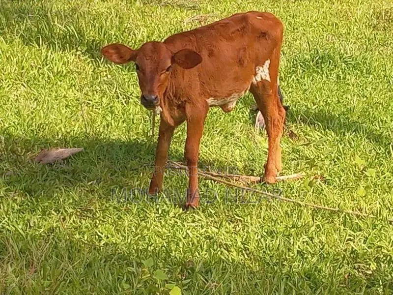 Farm Cow