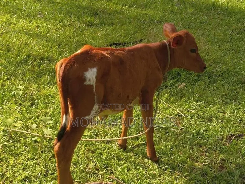 Farm Cow