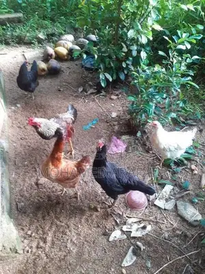 Chicken