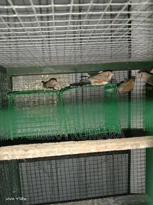 Finches birds