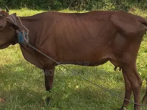 Farm Cow
