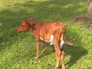 Farm Cow